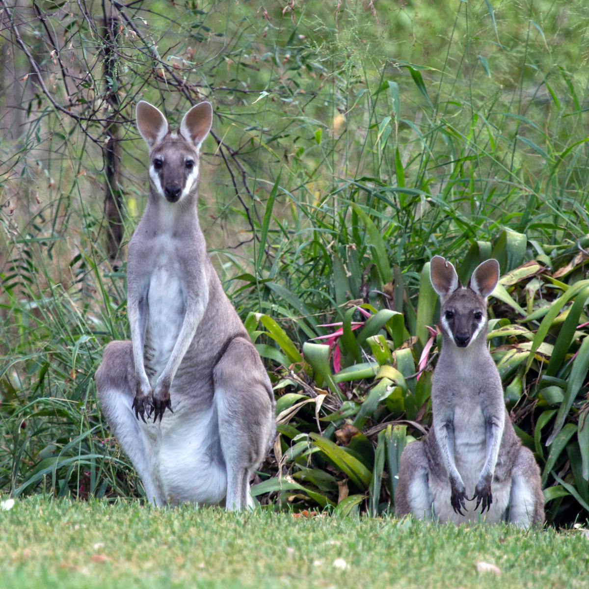 Валлаби Парри (Macropus parryi) Фото №7