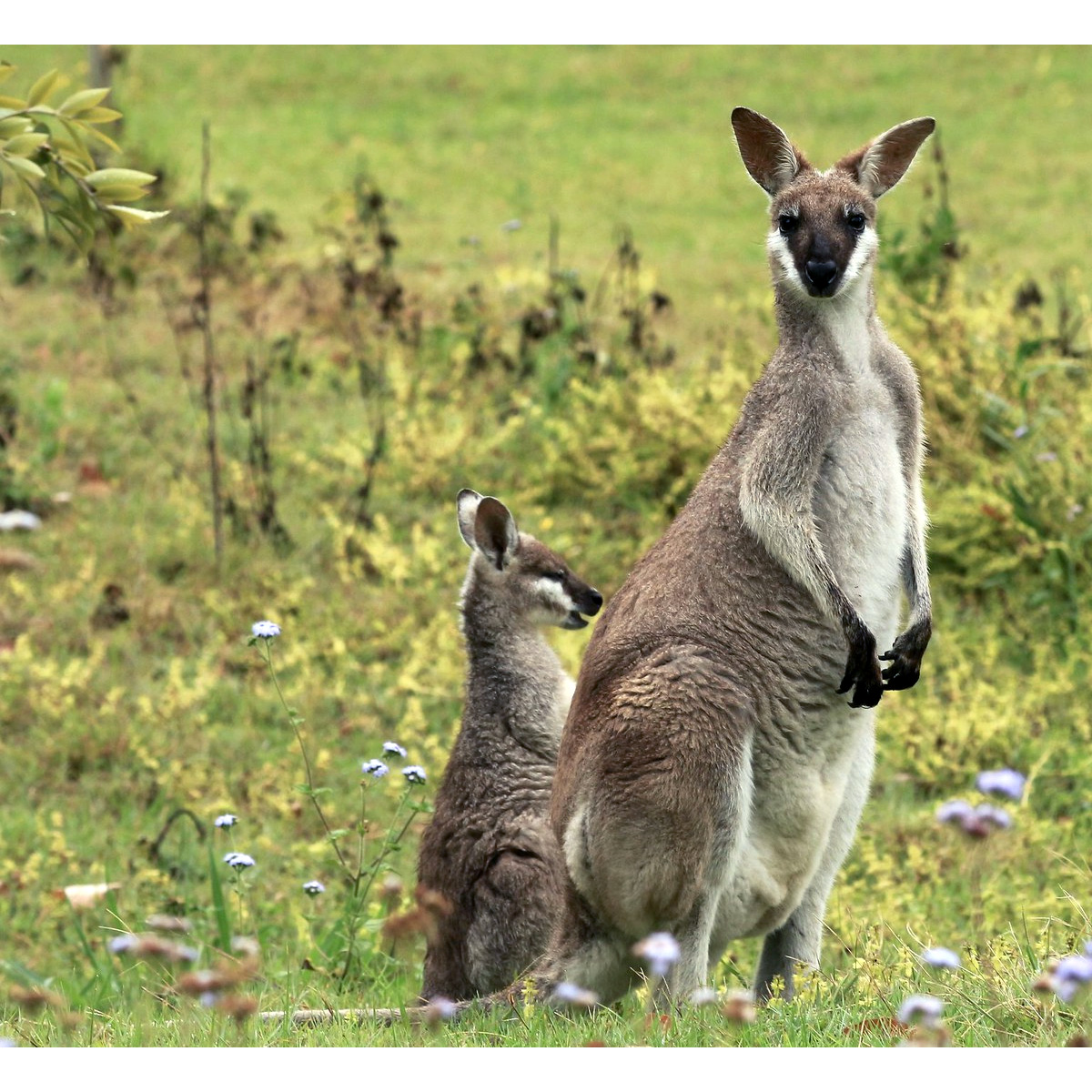 Валлаби Парри (Macropus parryi) Фото №8