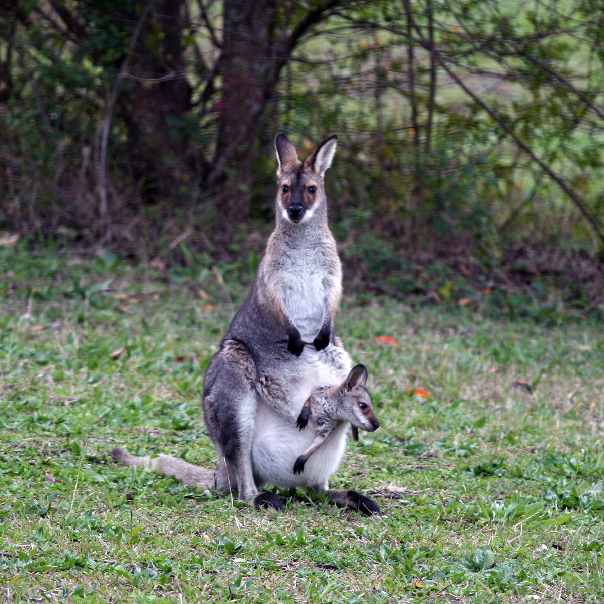 Валлаби Парри (Macropus parryi) Фото №9