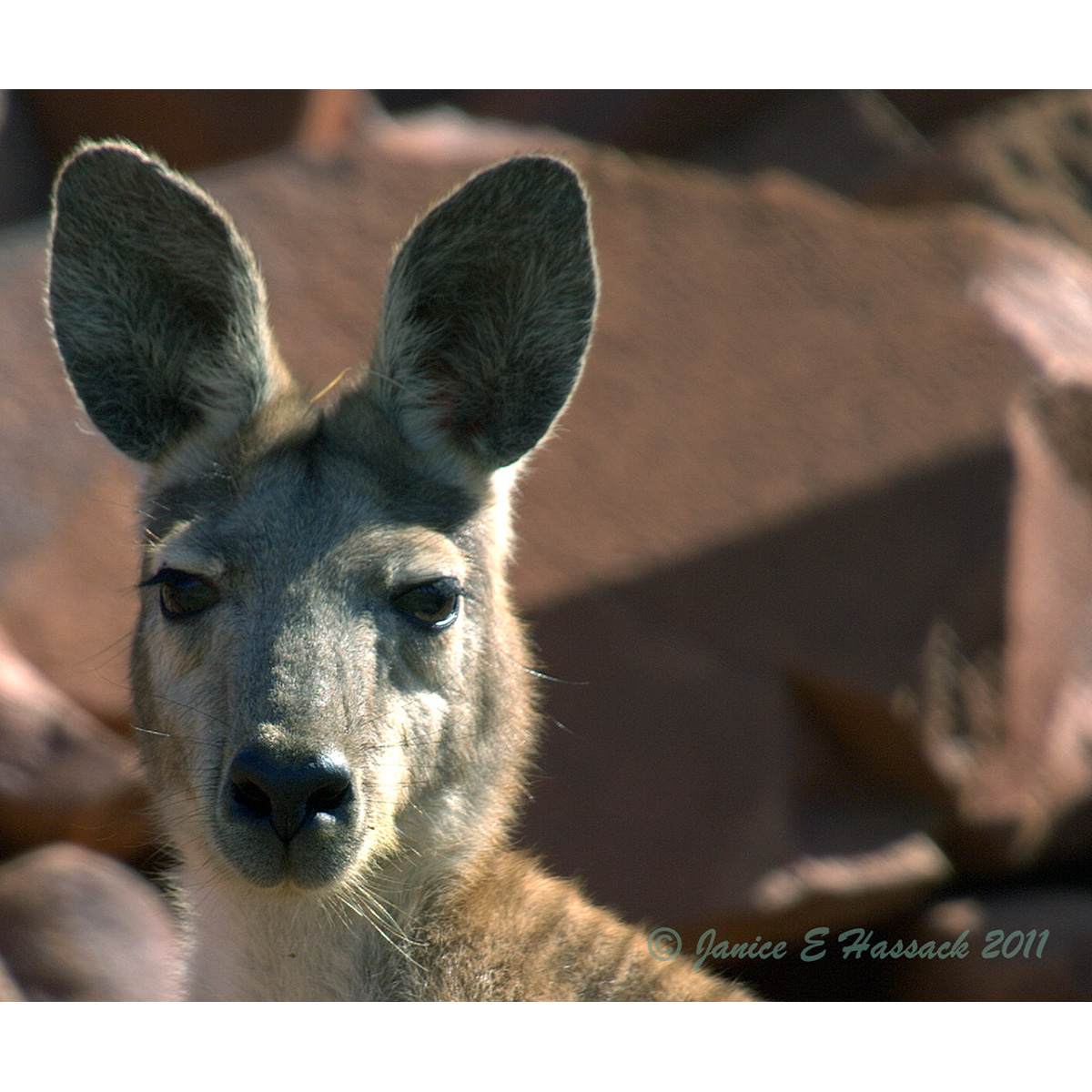 Горный кенгуру (Macropus robustus) Фото №10