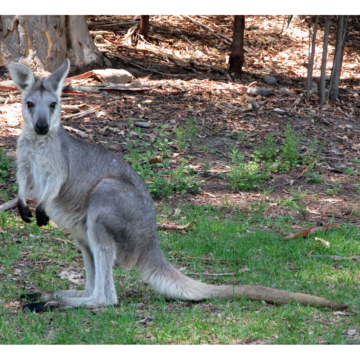 Горный кенгуру (Macropus robustus) Фото №2