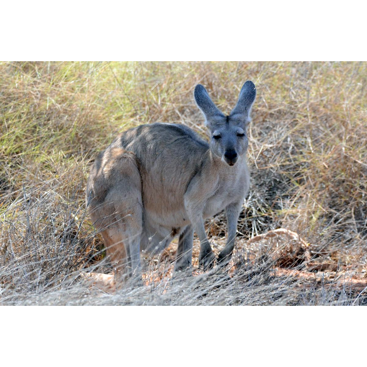 Горный кенгуру (Macropus robustus) Фото №3