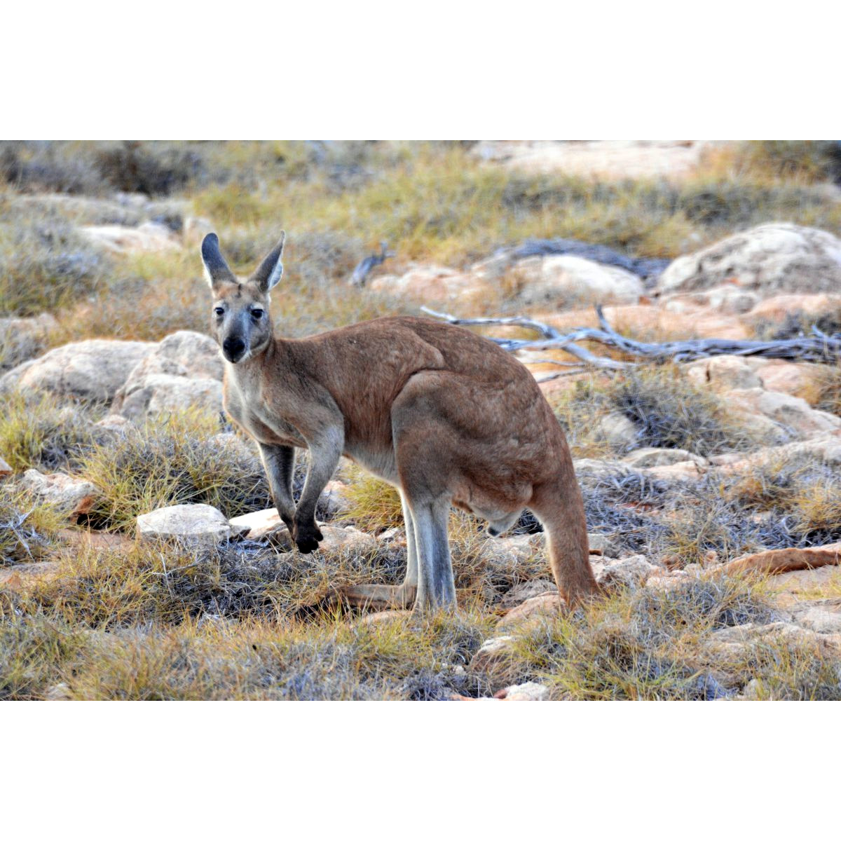 Горный кенгуру (Macropus robustus) Фото №4