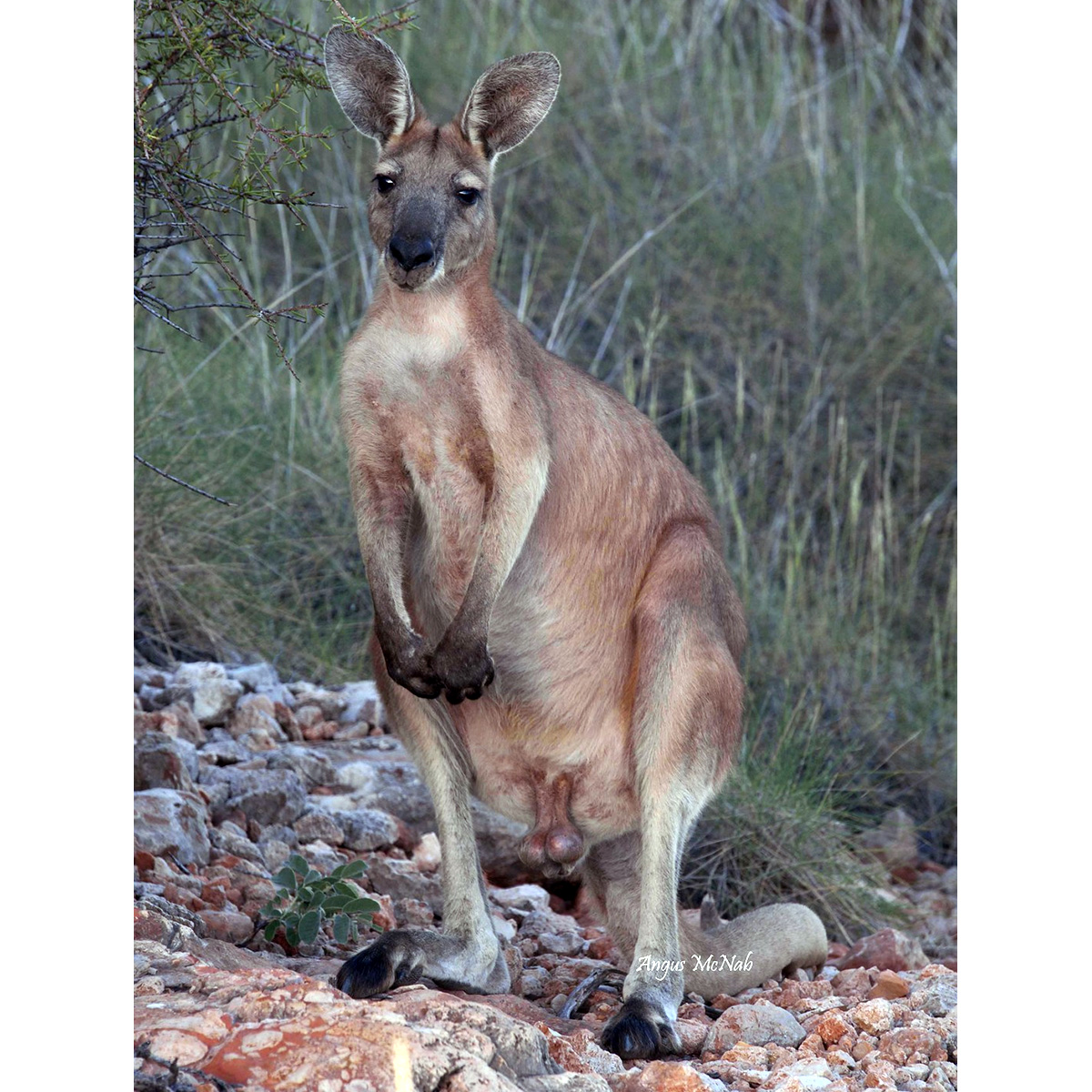 Горный кенгуру (Macropus robustus) Фото №5