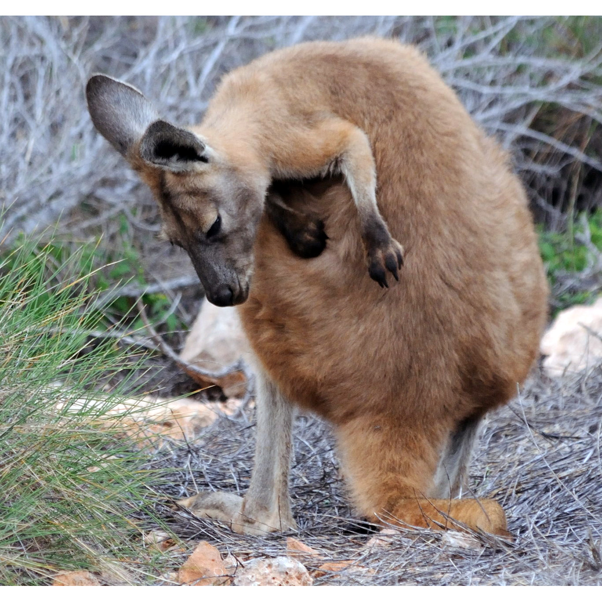 Горный кенгуру (Macropus robustus) Фото №6