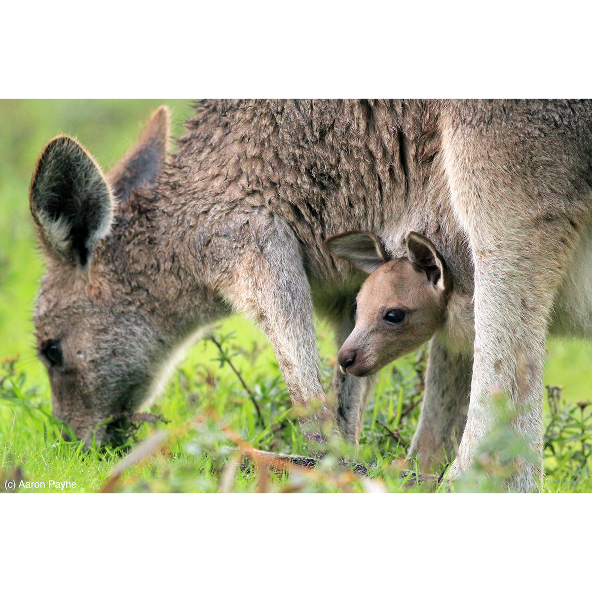 Горный кенгуру (Macropus robustus) Фото №9