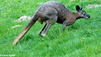 Macropus robustus erubescens