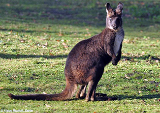 Macropus robustus robustus