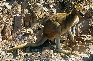 Macropus robustus woodwardi