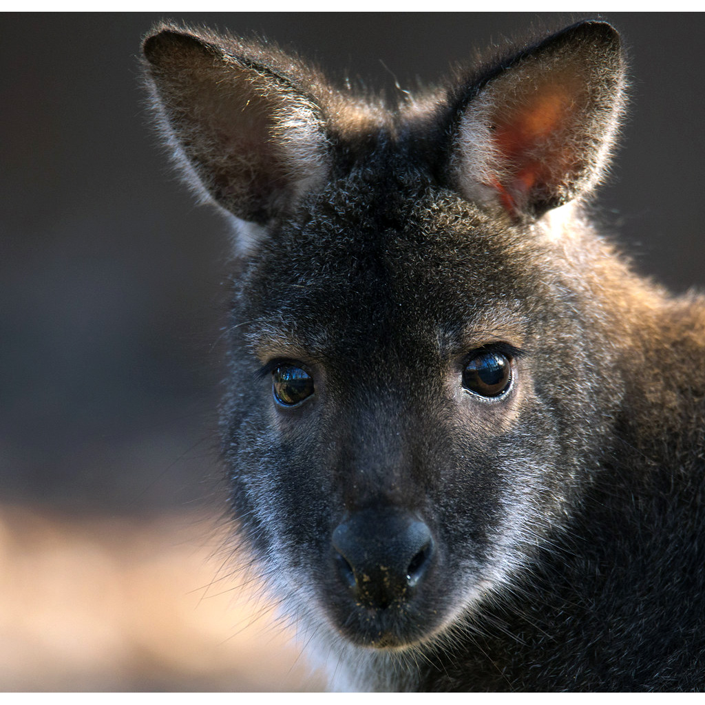 Рыже-серый валлаби (Macropus rufogriseus) Фото №10