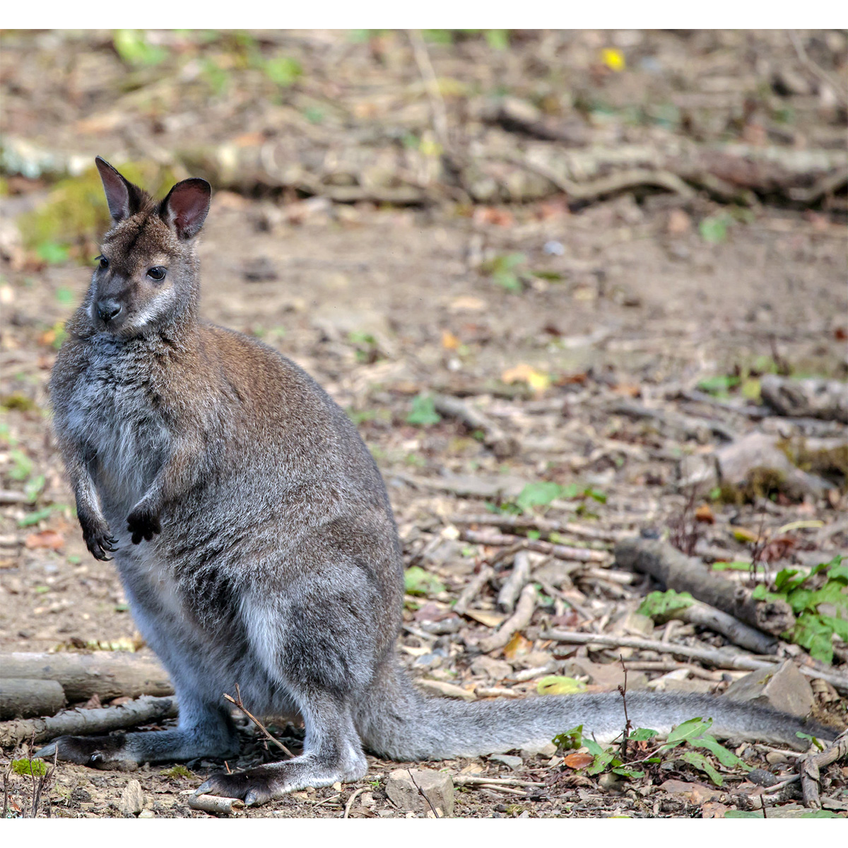 Рыже-серый валлаби (Macropus rufogriseus) Фото №2