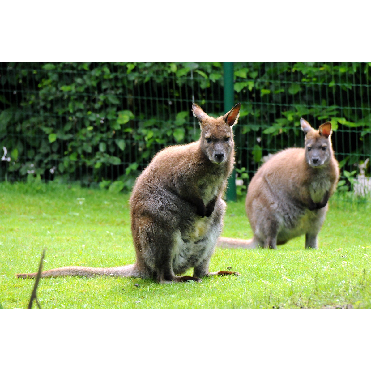 Рыже-серый валлаби (Macropus rufogriseus) Фото №3