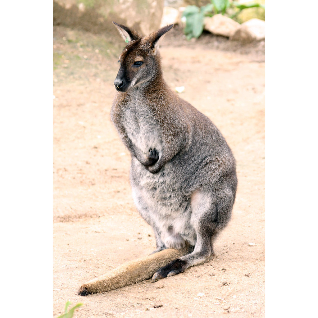 Рыже-серый валлаби (Macropus rufogriseus) Фото №4