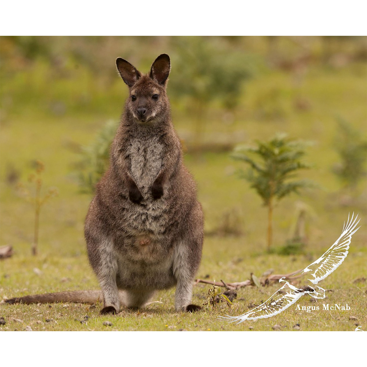 Рыже-серый валлаби (Macropus rufogriseus) Фото №5
