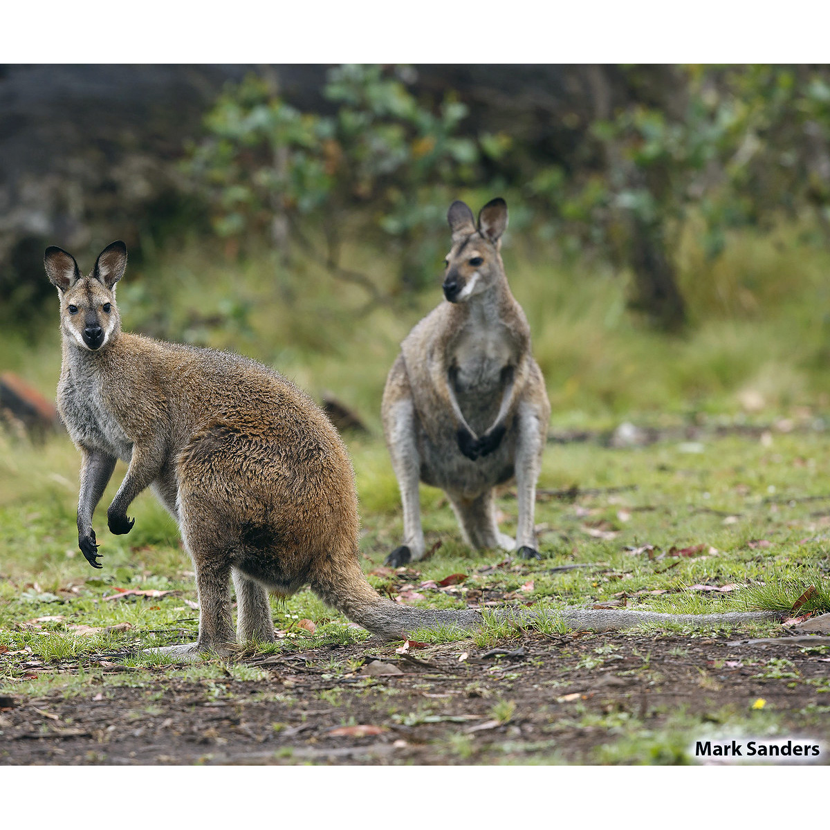 Рыже-серый валлаби (Macropus rufogriseus) Фото №6