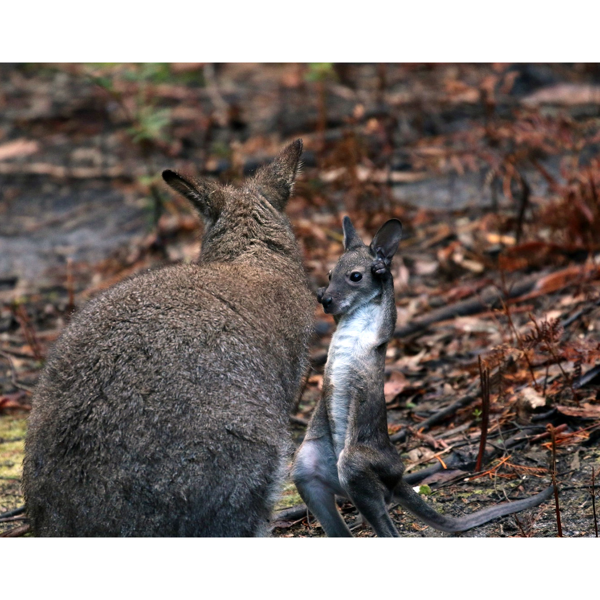 Рыже-серый валлаби (Macropus rufogriseus) Фото №7