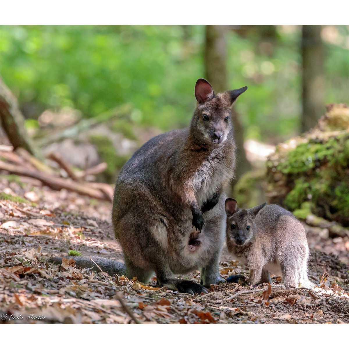 Рыже-серый валлаби (Macropus rufogriseus) Фото №8
