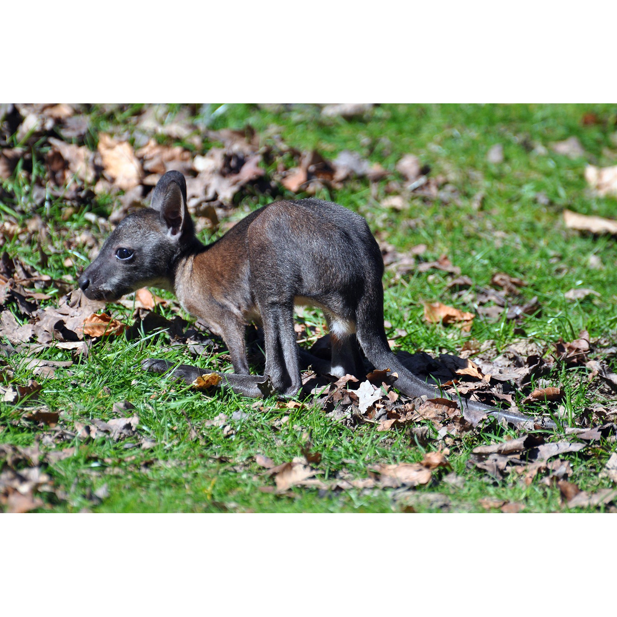 Рыже-серый валлаби (Macropus rufogriseus) Фото №9