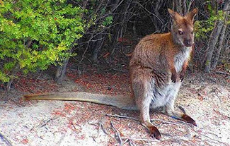 Macropus rufogriseus banksianus