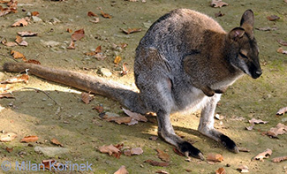 Macropus rufogriseus fruticus