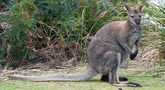 Macropus rufogriseus rufogriseus