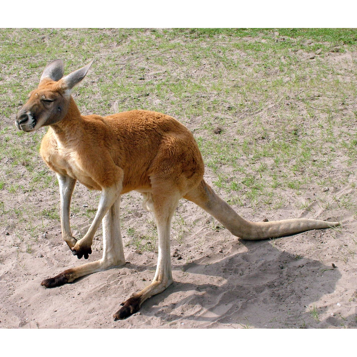 Большой рыжий кенгуру (Macropus rufus) Фото №2