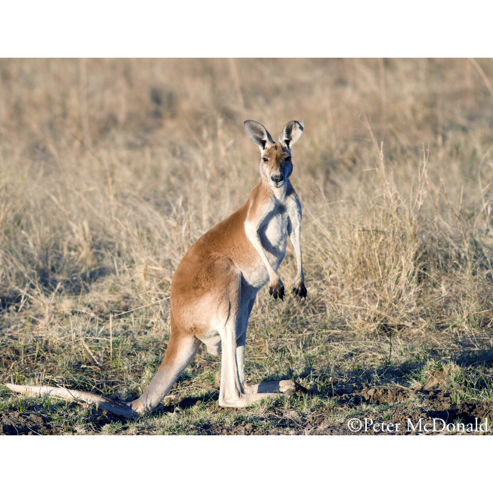 Большой рыжий кенгуру (Macropus rufus) Фото №3