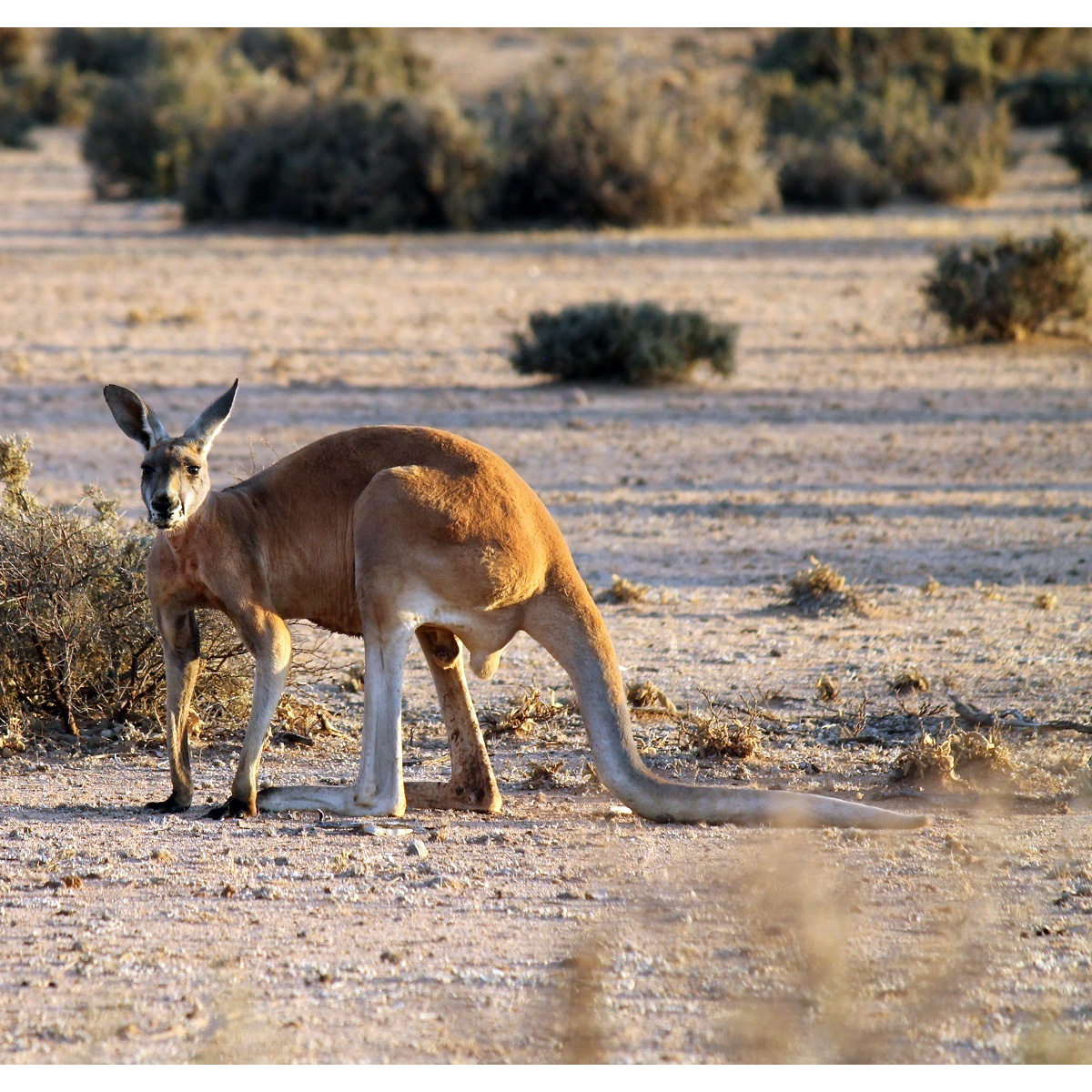 Большой рыжий кенгуру (Macropus rufus) Фото №4