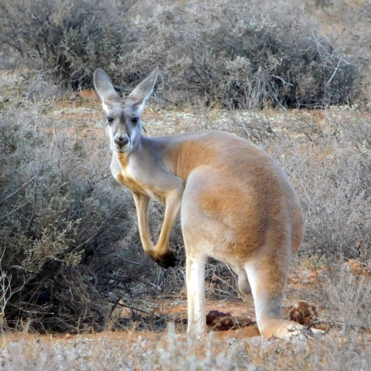 Большой рыжий кенгуру (Macropus rufus) Фото №6