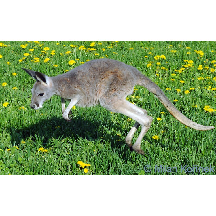 Большой рыжий кенгуру (Macropus rufus) Фото №9