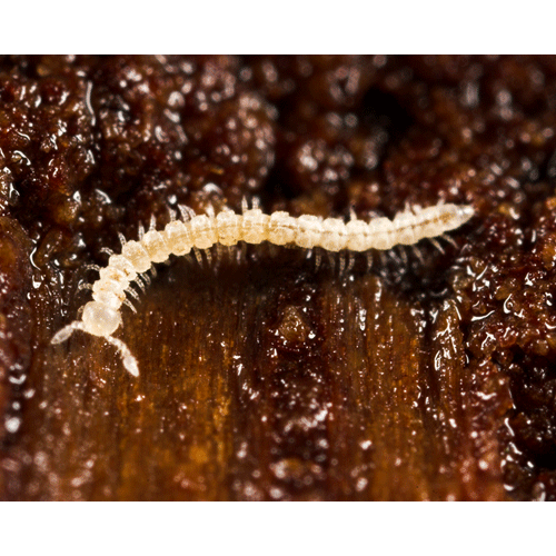 Семейство Macrosternodesmidae фото
