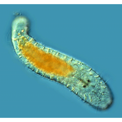 Семейство Macrostomidae  фото