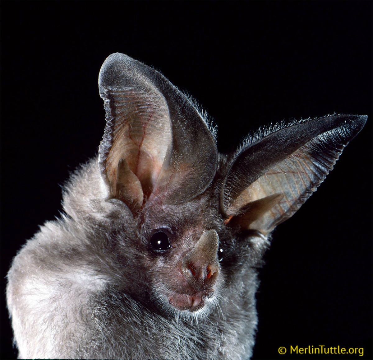 Калифорнийский листонос (Macrotus californicus) Фото №10