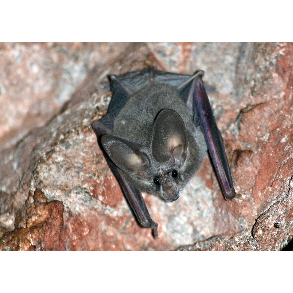 Калифорнийский листонос (Macrotus californicus) Фото №2