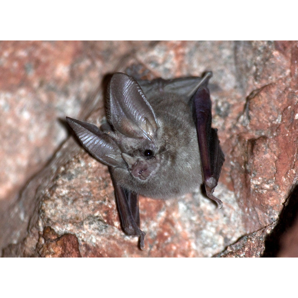 Калифорнийский листонос (Macrotus californicus) Фото №4