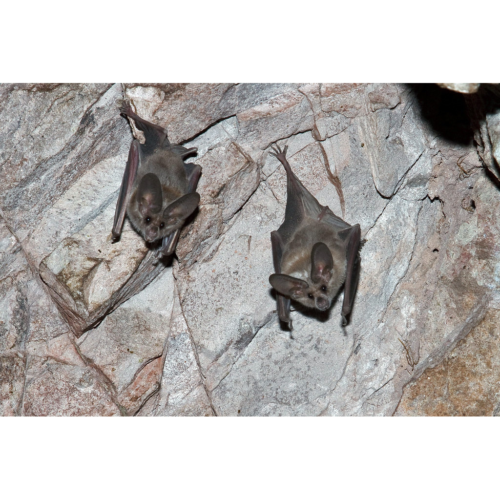 Калифорнийский листонос (Macrotus californicus) Фото №5