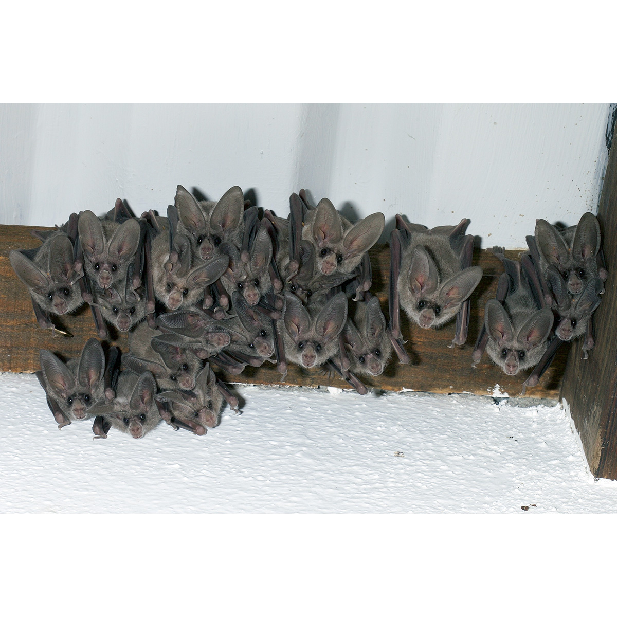 Калифорнийский листонос (Macrotus californicus) Фото №6