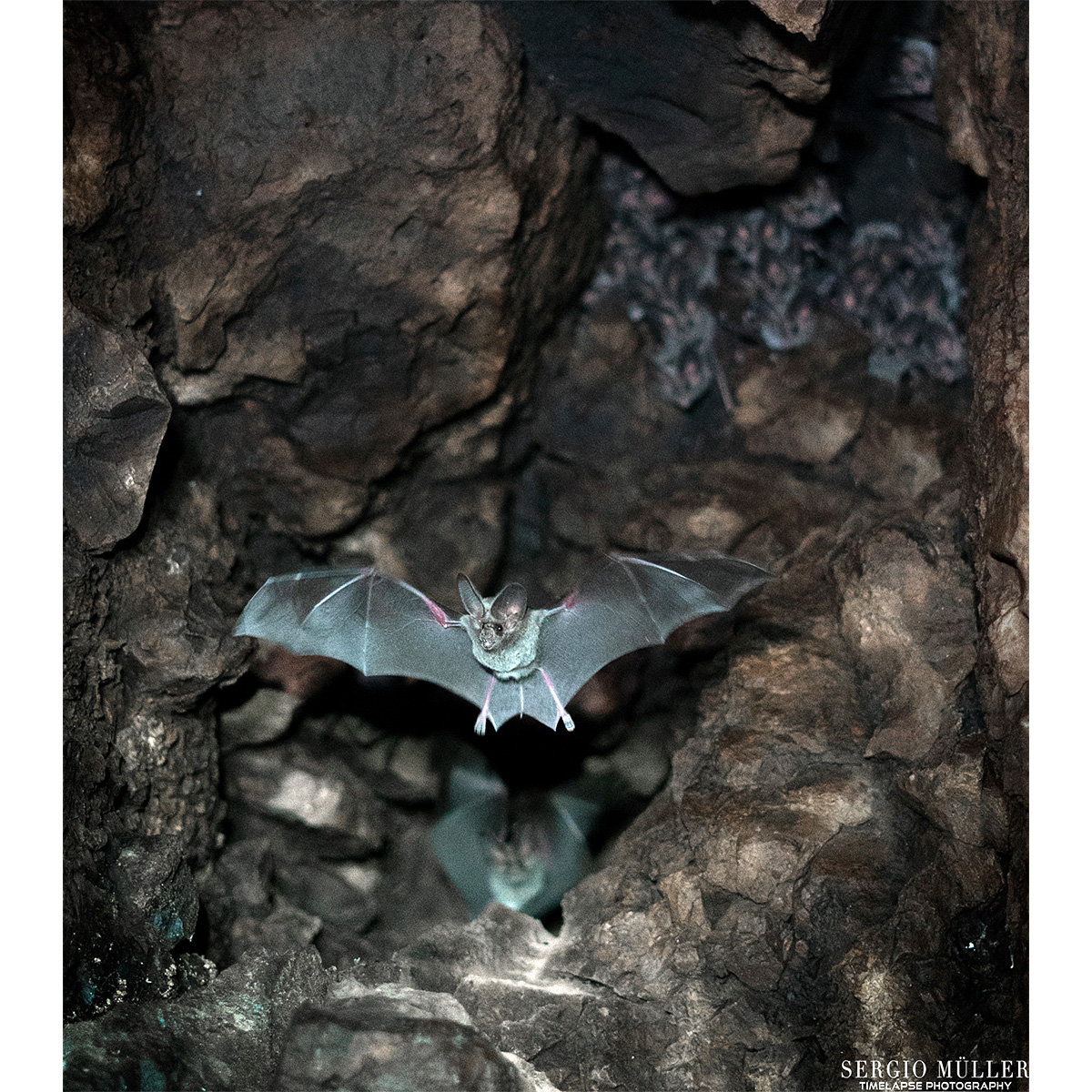 Калифорнийский листонос (Macrotus californicus) Фото №7