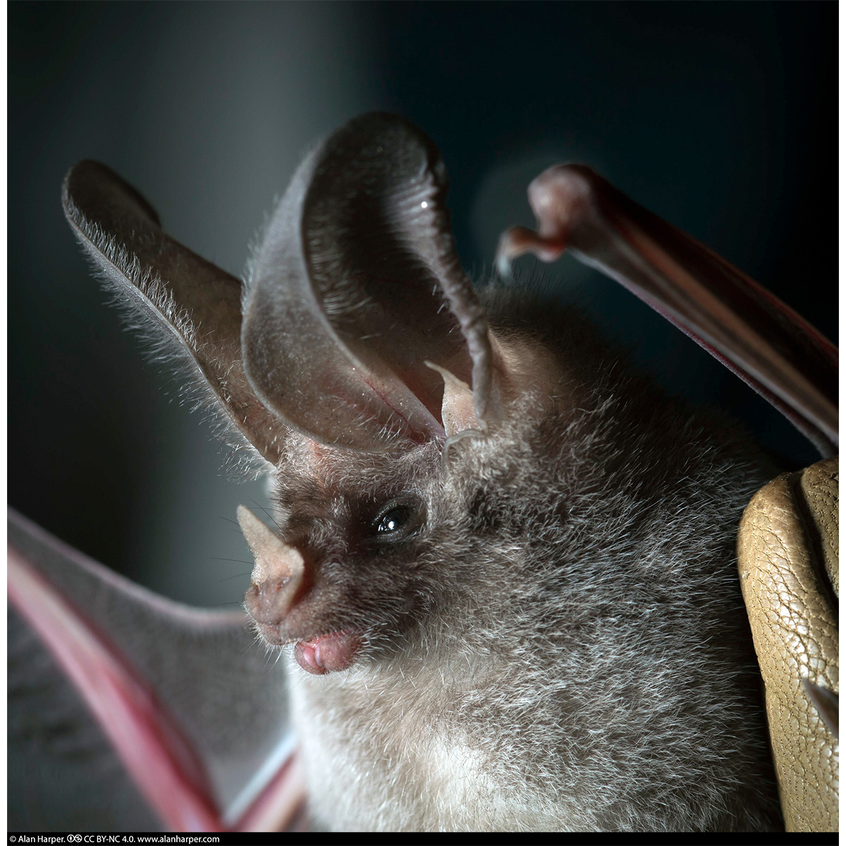 Калифорнийский листонос (Macrotus californicus) Фото №9