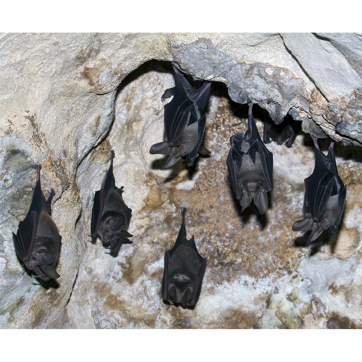 Листонос Ватерхауса (Macrotus waterhousii) Фото №6