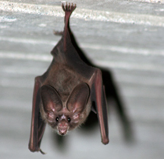 Macrotus waterhousii bulleri