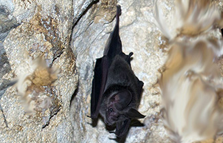 Macrotus waterhousii minor