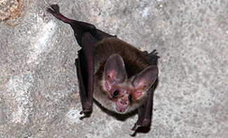 Macrotus waterhousii waterhousii