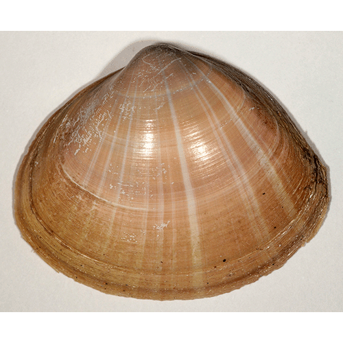 Семейство Mactroidea  фото