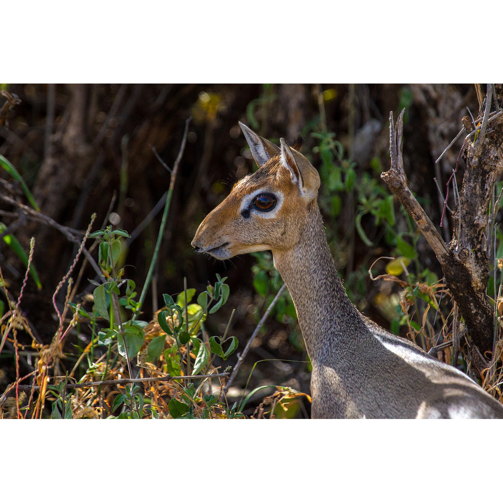 Madoqua guentheri Фото №10