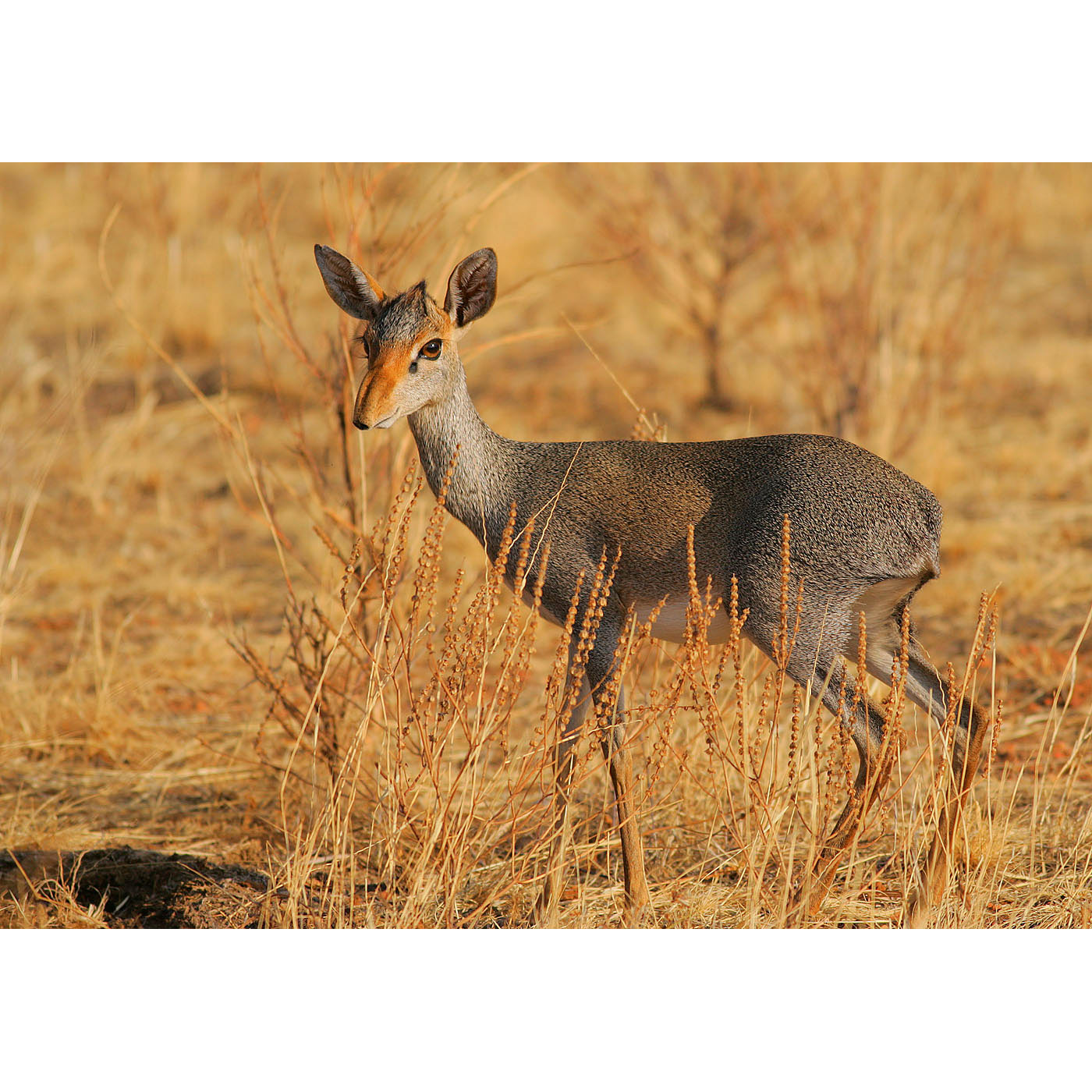 Madoqua guentheri Фото №2