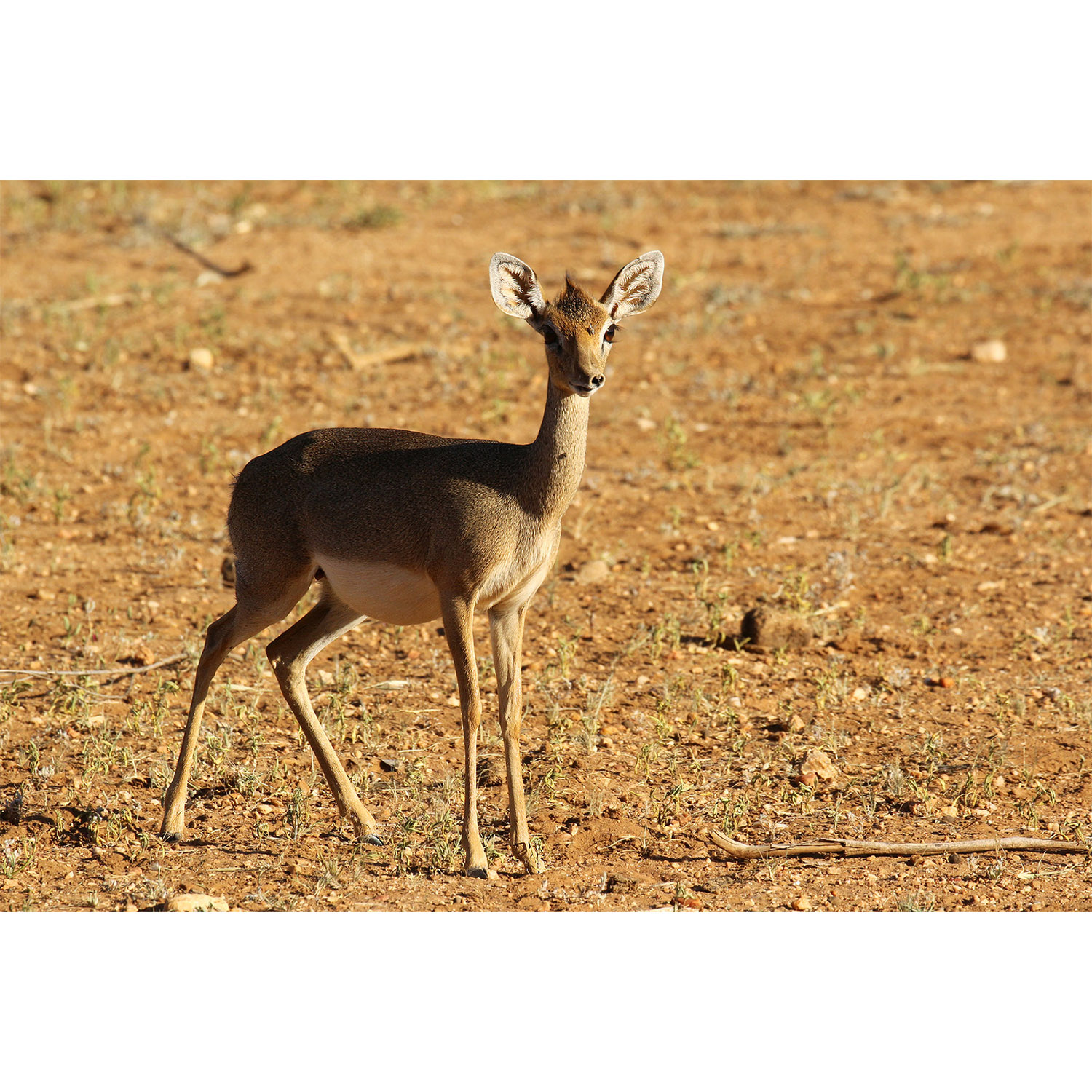 Madoqua guentheri Фото №4
