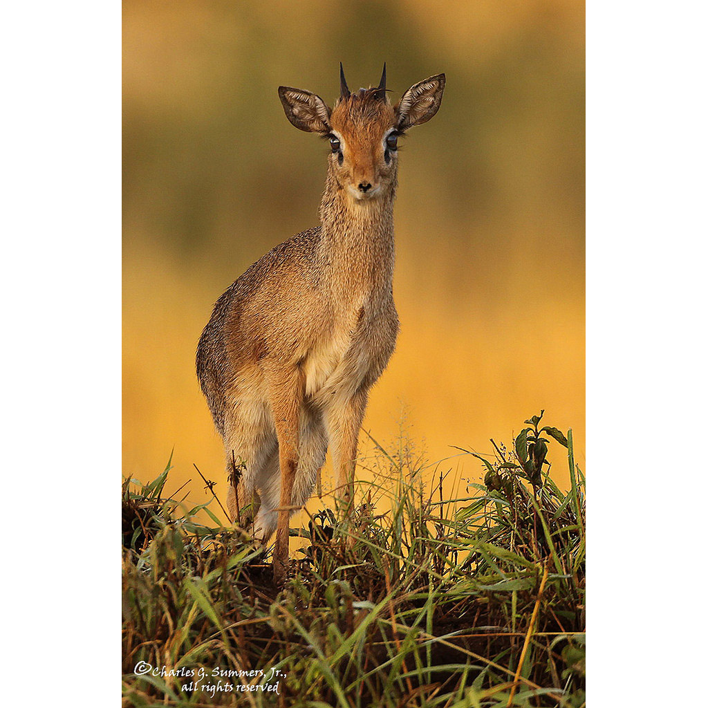 Madoqua guentheri Фото №6