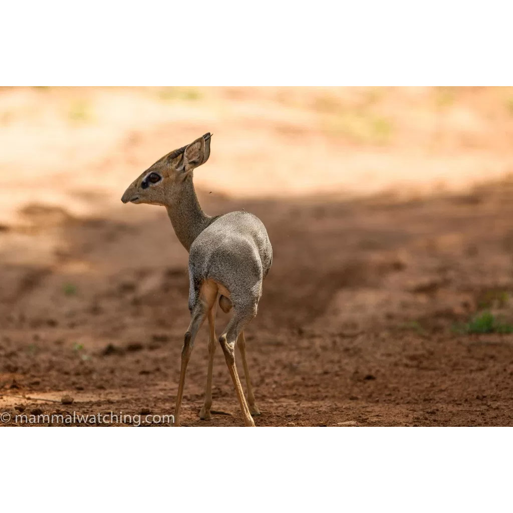 Madoqua guentheri Фото №7