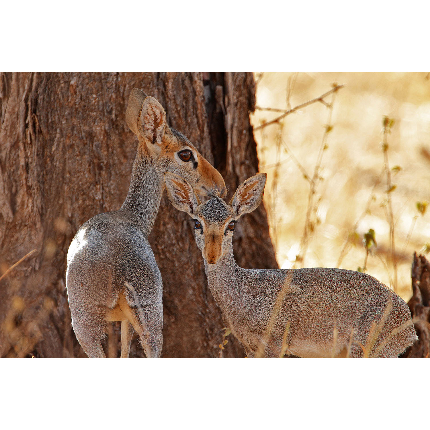 Madoqua guentheri Фото №8